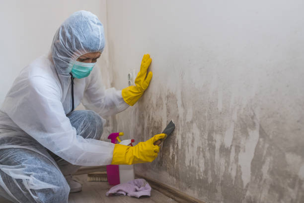 Best Attic Mold Removal  in Craig, AK
