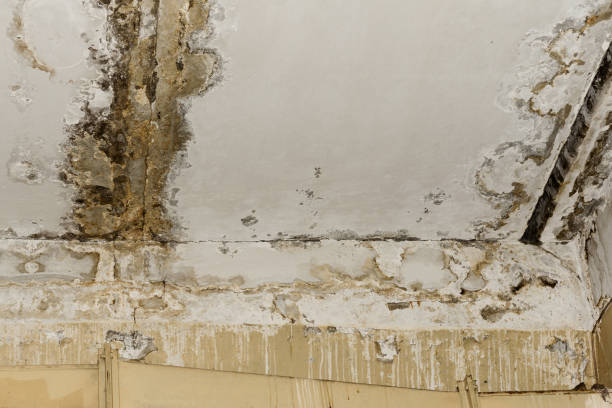 Best Dehumidification Services  in Craig, AK