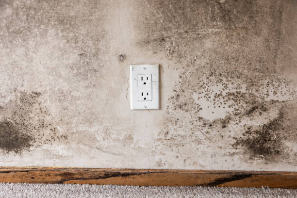 Best Air Quality Testing for Mold Spores  in Craig, AK