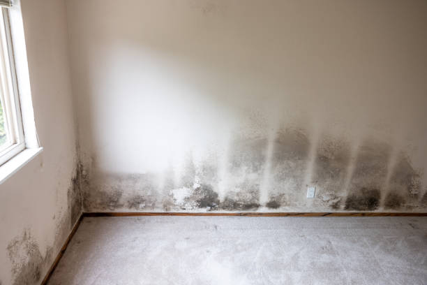 Best Mold Prevention Services  in Craig, AK