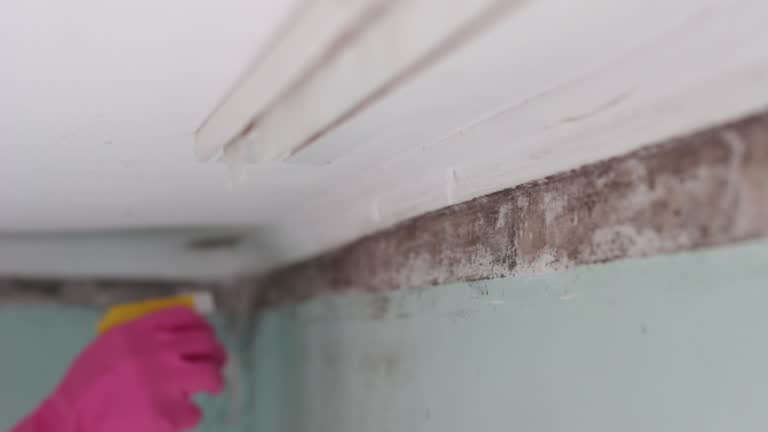 Best HVAC Mold Inspection and Cleaning  in Craig, AK